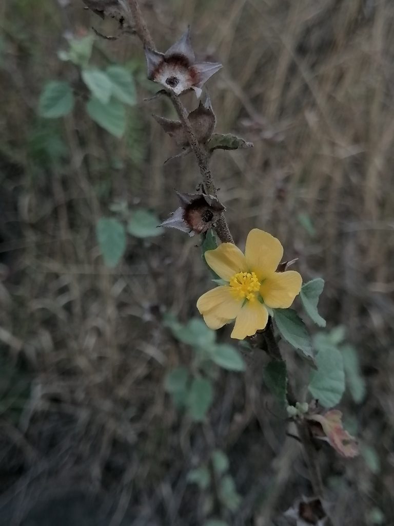 Malvastrum bicuspidatum, photographed by Erick Vélez Sánchez