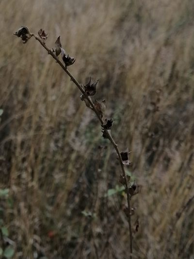 Malvastrum bicuspidatum, photographed by Erick Vélez Sánchez