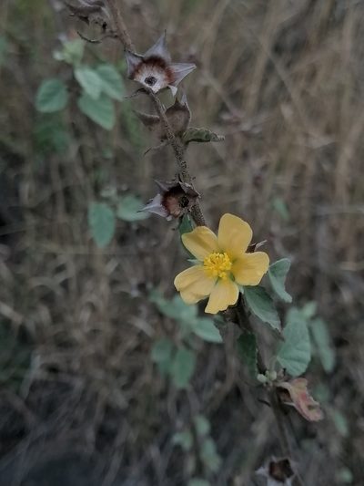 Malvastrum bicuspidatum, photographed by Erick Vélez Sánchez