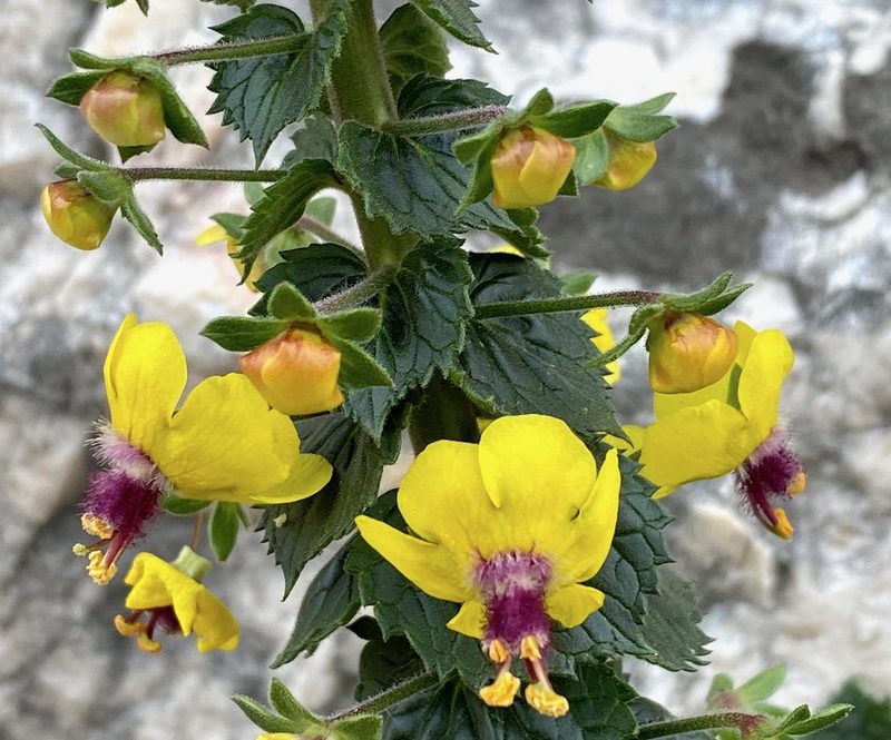 Verbascum levanticum, photographed by desertnaturalist