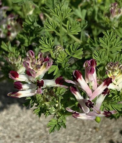 Fumaria gaillardotii, photographed by desertnaturalist