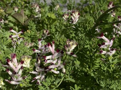Fumaria gaillardotii, photographed by desertnaturalist