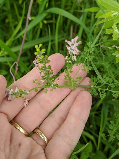 Fumaria densiflora, photographed by Alison Northup
