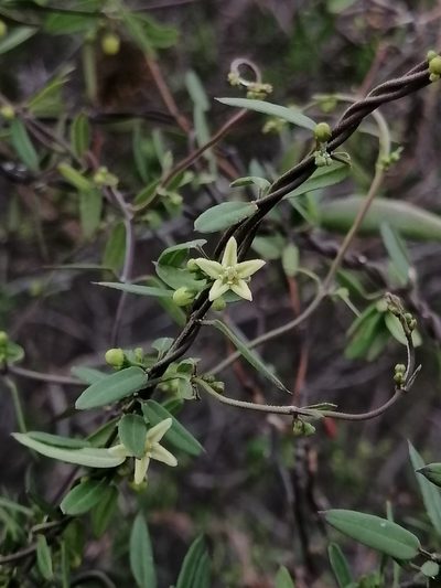 Metastelma lanceolatum, photographed by Erick Vélez Sánchez