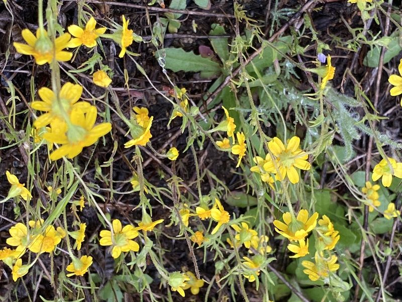 Lasthenia coronaria, photographed by dennismudd
