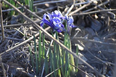 Iris reticulata, photographed by Bobby McCabe