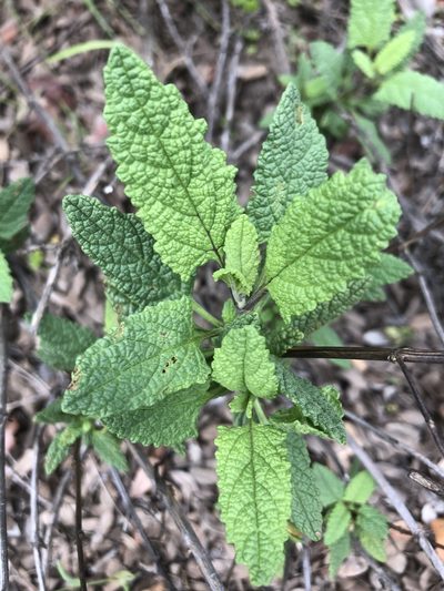 Lepechinia cardiophylla, photographed by Kristen Francis