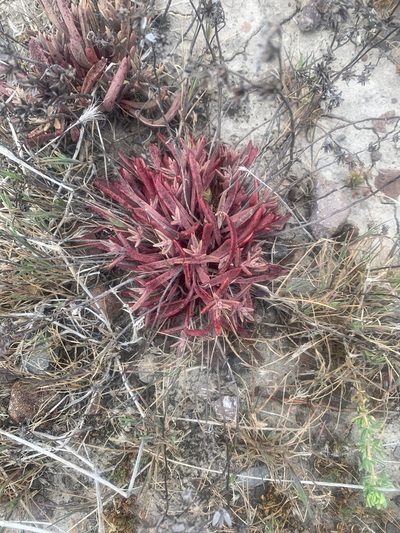 Dudleya nesiotica, photographed by Jim Riley