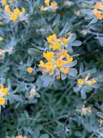 Acmispon dendroideus, photographed by Jim Riley