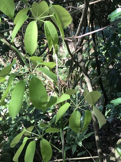 Stauntonia obovata, photographed by Meng-Ying Tsai