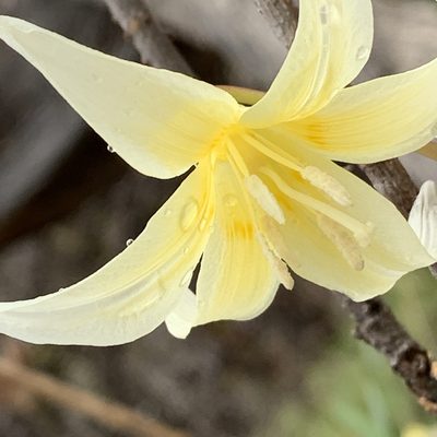 Erythronium californicum, photographed by Brook