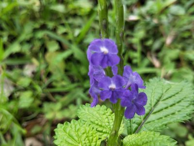 Stachytarpheta urticifolia, photographed by 台東伍仟