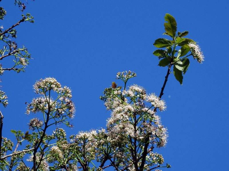 Ehretia longiflora, photographed by Jacy Chen