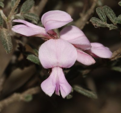 Indigofera pilgeriana, photographed by Brian du Preez