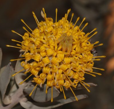Leucospermum rodolentum, photographed by Brian du Preez