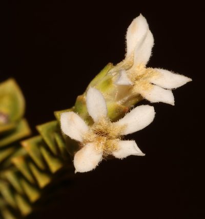 Euchaetis pungens, photographed by Brian du Preez