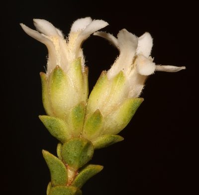 Euchaetis pungens, photographed by Brian du Preez