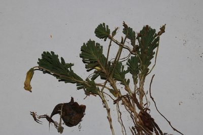 Oxalis crocea, photographed by Brian du Preez