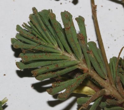 Oxalis crocea, photographed by Brian du Preez
