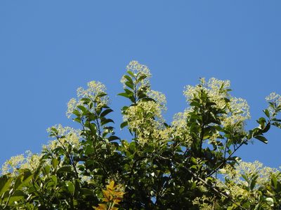 Urceola micrantha, photographed by Jacy Chen