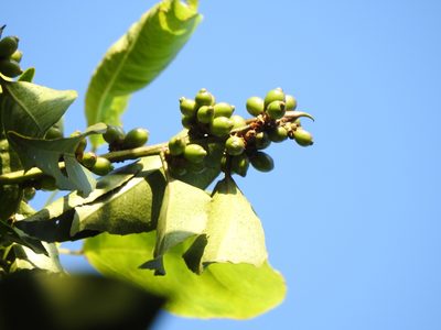 Symplocos setchuensis, photographed by Jacy Chen