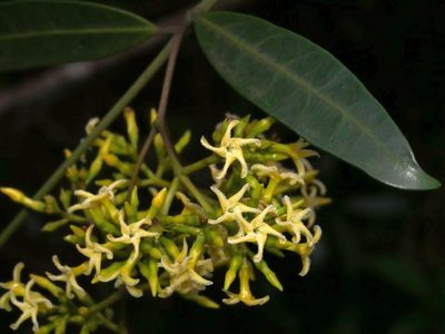 Anodendron affine, photographed by Jacy Chen