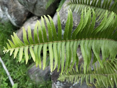 Nephrolepis brownii, photographed by 台東伍仟