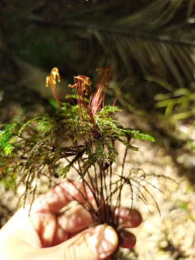 Hypnodendron marginatum, photographed by Paul Bell-Butler