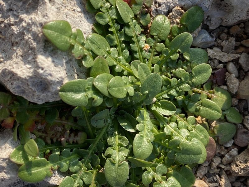 Taraxacum aphrogenes, photographed by desertnaturalist