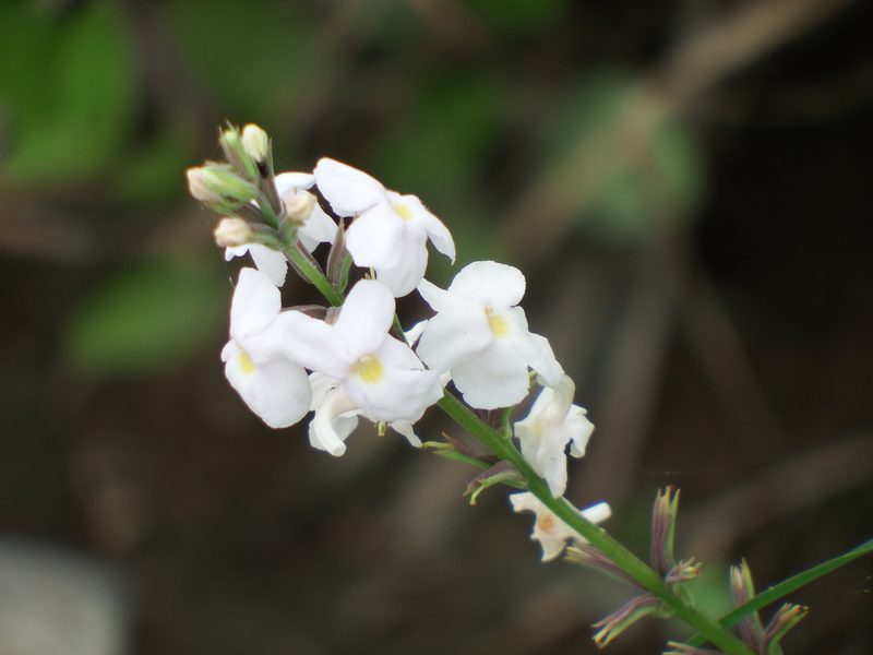 Pitraea cuneato-ovata, photographed by cstobie
