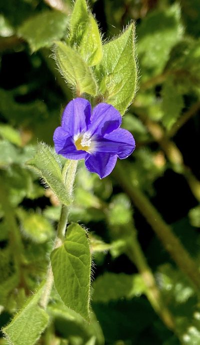 Convolvulus siculus, photographed by desertnaturalist