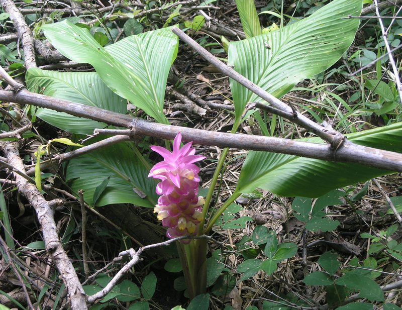 Curcuma petiolata, photographed by Oleg Kosterin