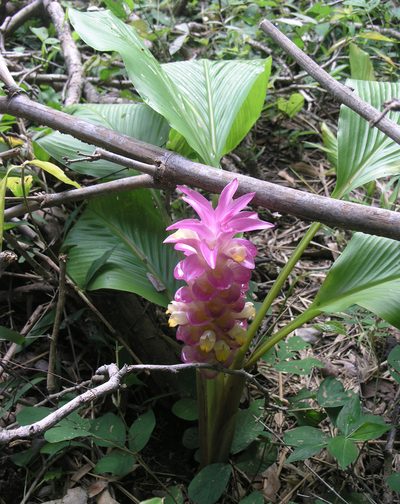 Curcuma petiolata, photographed by Oleg Kosterin