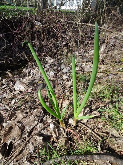 Allium cepa, photographed by Robert H. Wardell