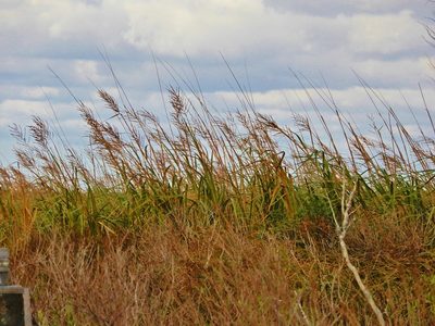 Sporobolus cynosuroides, photographed by NC Wetlands
