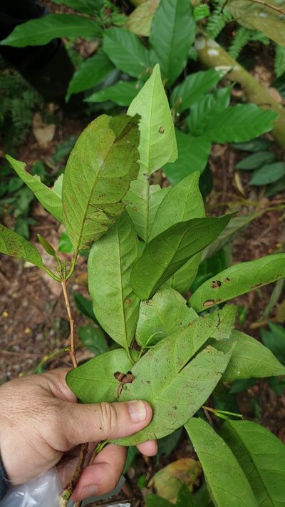 Syzygium polyanthum, photographed by Cheongweei Gan