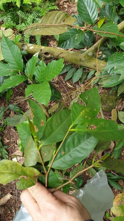 Syzygium polyanthum, photographed by Cheongweei Gan