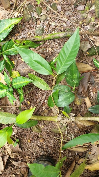 Syzygium polyanthum, photographed by Cheongweei Gan