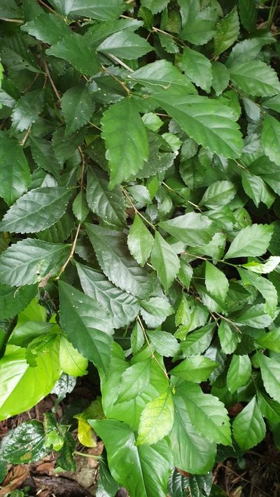 Acalypha siamensis, photographed by Cheongweei Gan