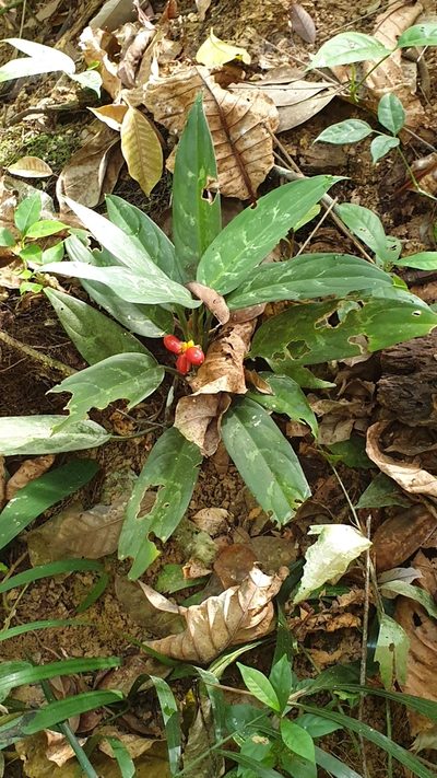 Aglaonema commutatum, photographed by Cheongweei Gan