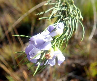 Psoralea sordida, photographed by Di Turner