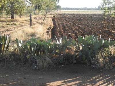 Opuntia joconostle, photographed by Oscar Alejandro Morales Juárez