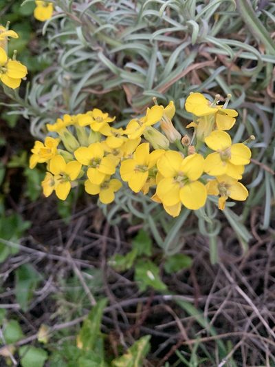 Erysimum insulare, photographed by Jim Riley