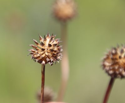 Cephalaria zeyheriana, photographed by Tony Rebelo