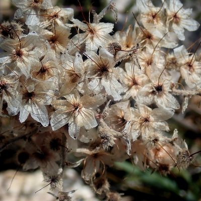 Dilatris ixioides, photographed by Di Turner
