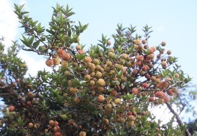 Cephalanthus natalensis, photographed by Tony Rebelo