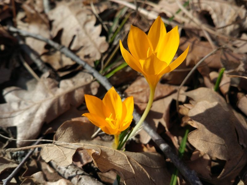 Crocus flavus, photographed by katunchik