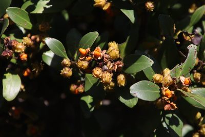 Pterocelastrus echinatus, photographed by Tony Rebelo