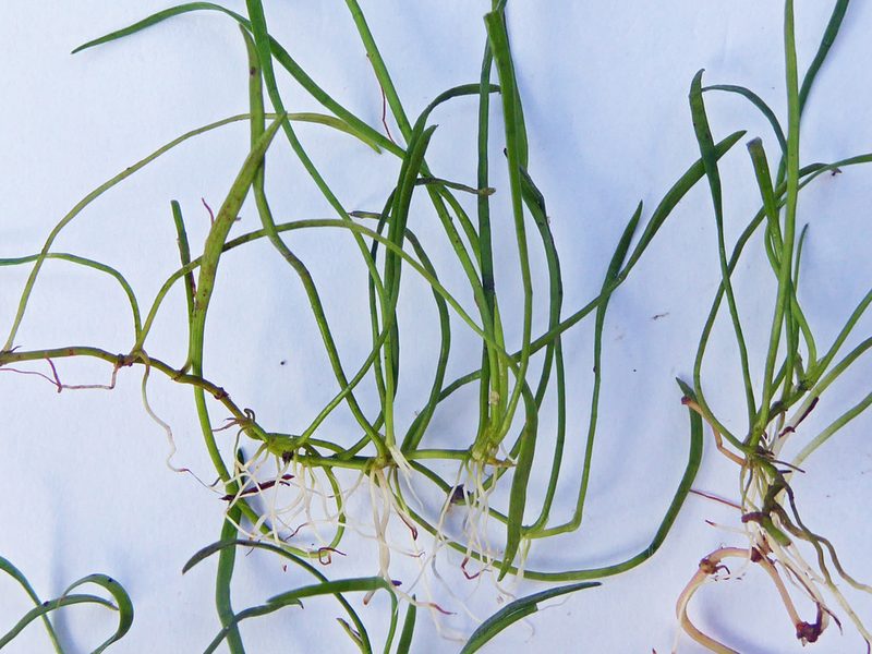 Lilaeopsis mauritiana, photographed by Peter de Lange
