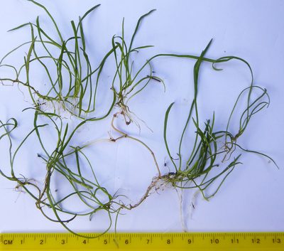 Lilaeopsis mauritiana, photographed by Peter de Lange